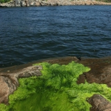 Algae at sea shore