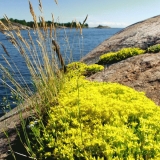 Kukkia Kustaanmiekan salmen rannalla