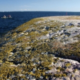 Lichen on a cliff