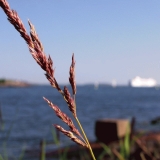 Hay at the island of Srkk, the Finnish bay in the background