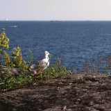 A seagull looking out to the sea from Harakka island