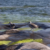 Offsprings of seagull on an algae shore