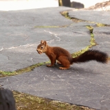 Orava Roihuvuoren Japanilaistyylisess puutarhassa