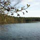 Acorns, lake Mrki in the background