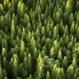 Pine forest seen from a hot air balloon