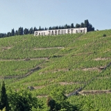 Wine field on a hill