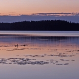 Ducks at lake Rusutjrvi