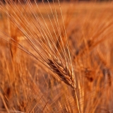 Barley on a barley field