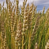 Wheat on a wheat field