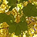 Close up on a maple leaf