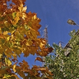 Train traffic center and a maple in autumn