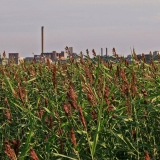 Rushes at Vanhankaupunginlahti bay