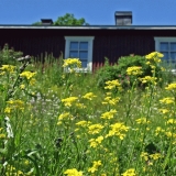 Flowers on the yard of a house