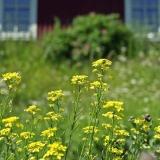 Flowers on the yard of a house