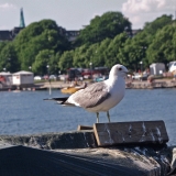 A common gull