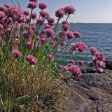 Blossoming chives