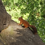 A squirrel climbing on a rock