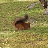 A squirrel hiding a nut