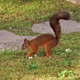 A squirrel hiding a nut