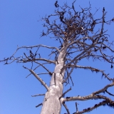 A dead dried tree