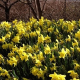 Narcissus at the botanic garden