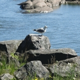 A common gull