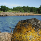 Lichen on a stone