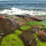 Algae on the shore rocks