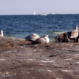 Seagulls on the shore rocks