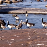 Barnacle geese on shore rocks