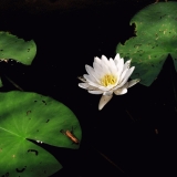 A water lily