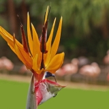 A colibri flower