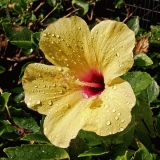 A flower after rain