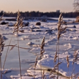 Rushes at the beach