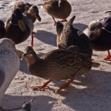 A seagull and a duck fighting over food