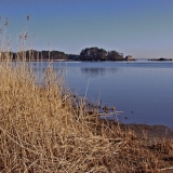 Reeds and a quiet sea