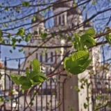 Leaves, Alexander Nevsky's cathedral in the background