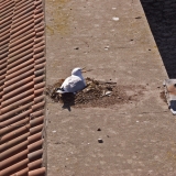 A seagull's nest