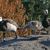 Barnacle geese in Korkeasaari