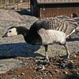 A barnacle goose