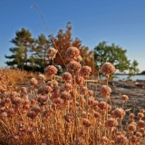 Chive at the Kistren island