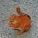 Squirrel (Sciurus vulgaris)