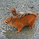 Squirrel (Sciurus vulgaris)