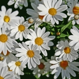 Oxeye daisies (Leucanthemum vulgare)