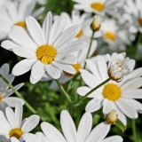 Oxeye daisies (Leucanthemum vulgare)