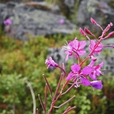 Fireweed