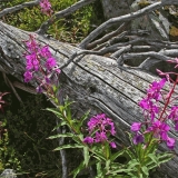 Fallen snag and fireweed