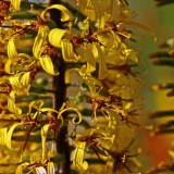 Nauhus (Ligularia dentata)