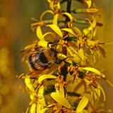 A bee and an orange ligularia (Ligularia dentata)