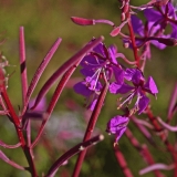 Fireweed